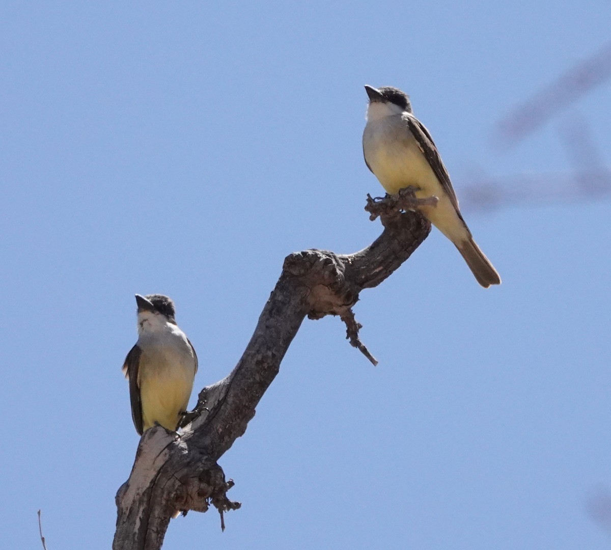 Thick-billed Kingbird - ML635907083