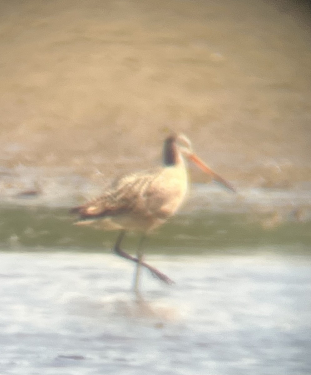 Marbled Godwit - ML635907085