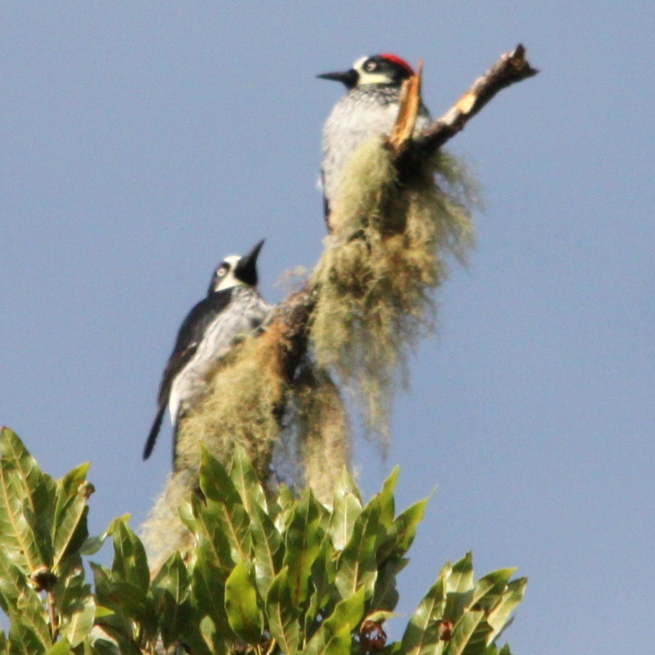 Acorn Woodpecker - ML635907129