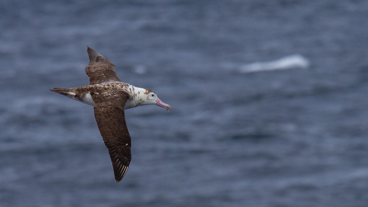 Amsterdam Albatross - ML635907134