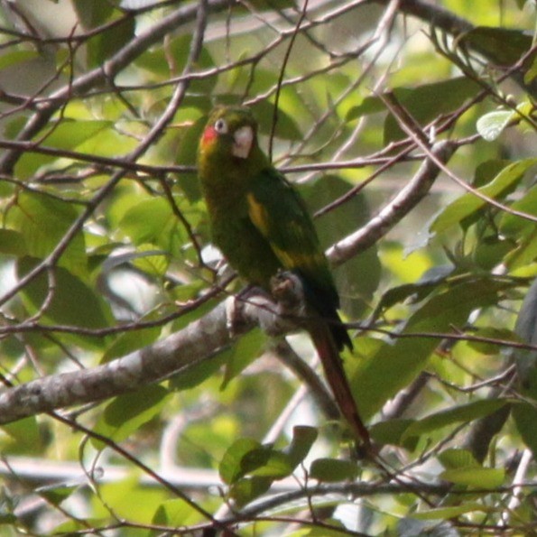 Sulphur-winged Parakeet - ML635907143