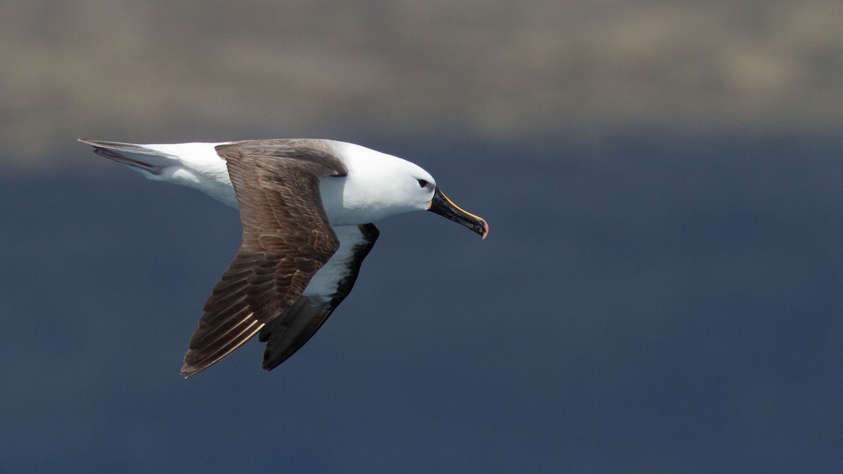 Indian Yellow-nosed Albatross - ML635907276