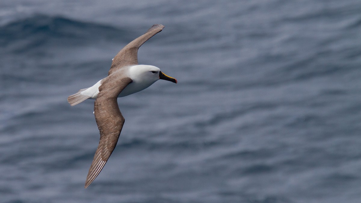 Indian Yellow-nosed Albatross - ML635907277