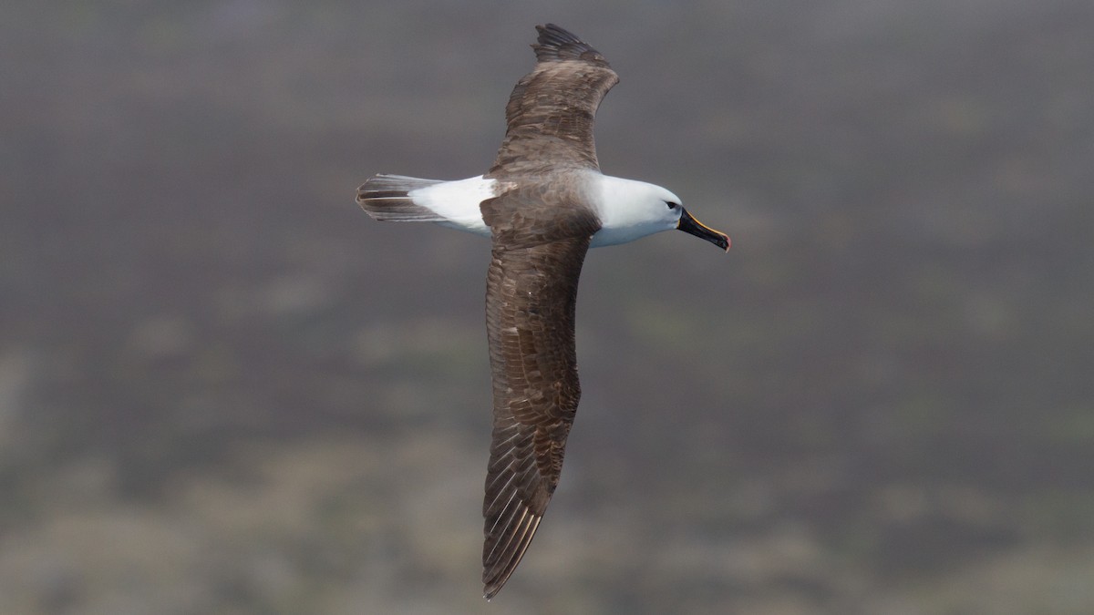 Indian Yellow-nosed Albatross - ML635907278