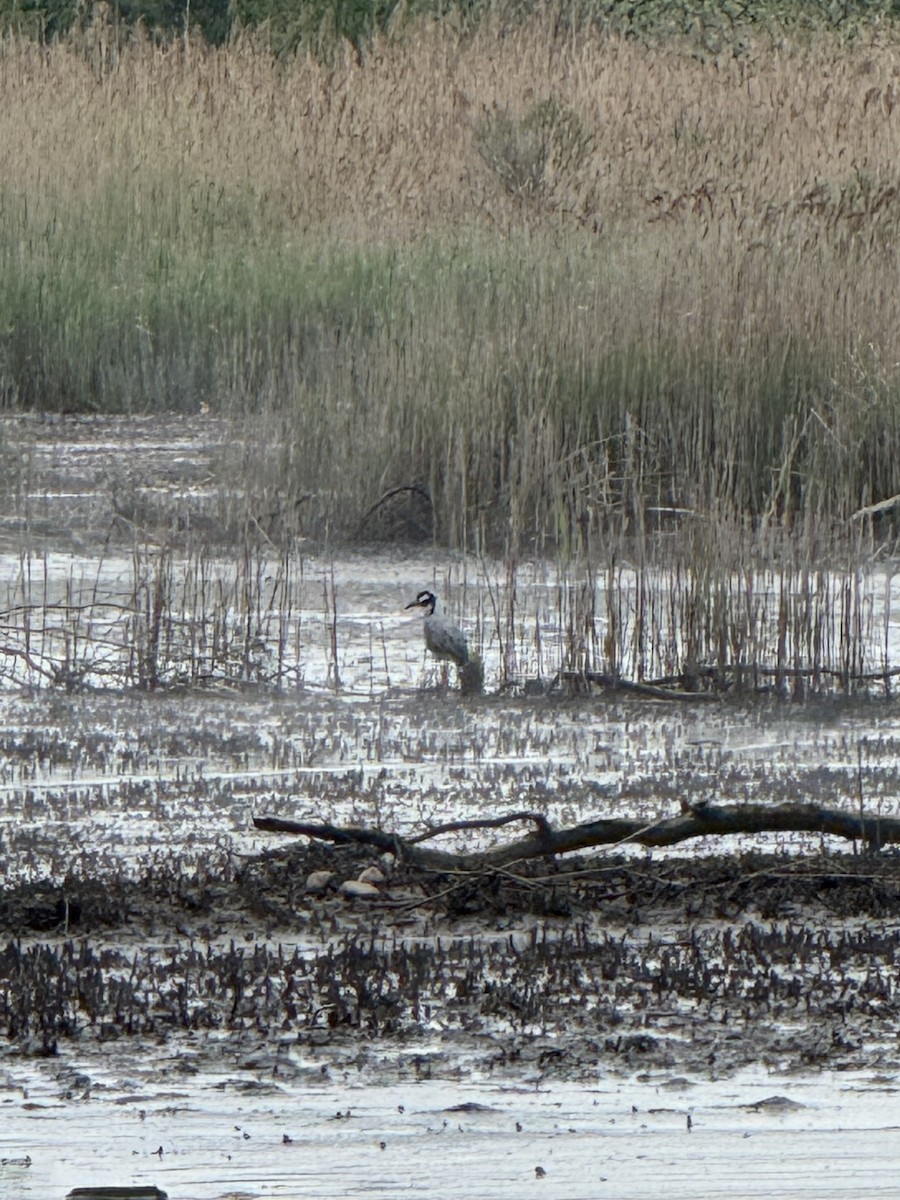 Yellow-crowned Night Heron - ML635907400