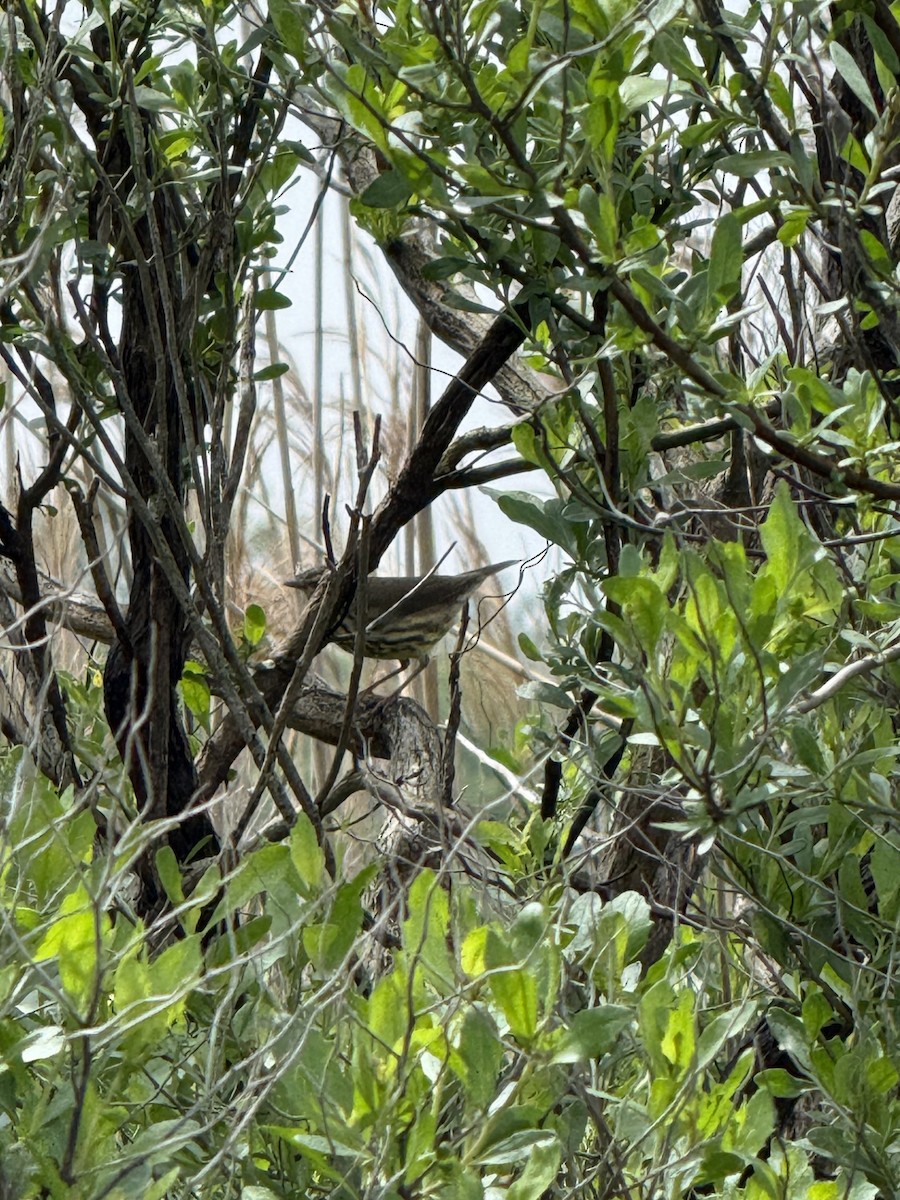 Northern Waterthrush - ML635907402