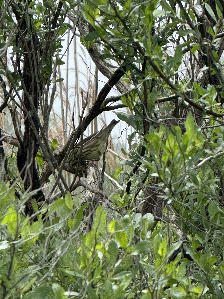 Northern Waterthrush - ML635907403