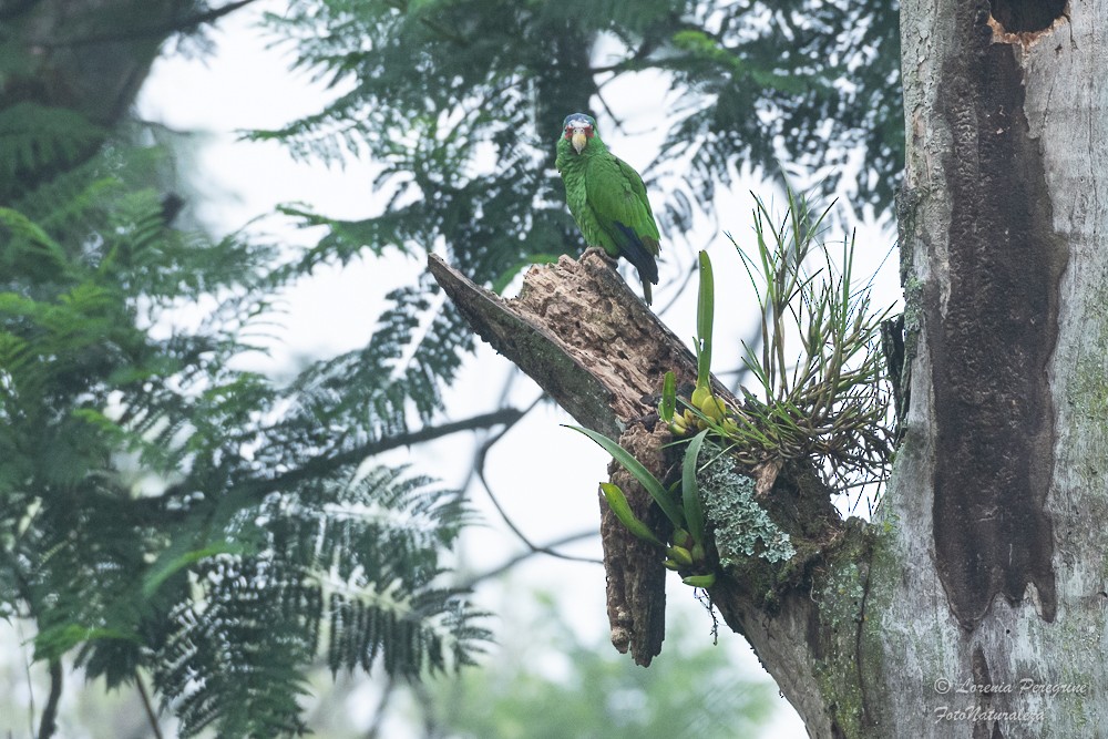 White-fronted Amazon - ML635907457