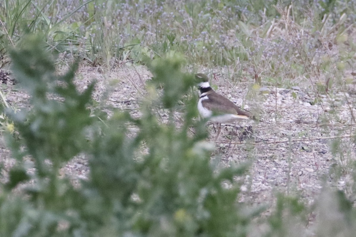 Killdeer - ML635907496