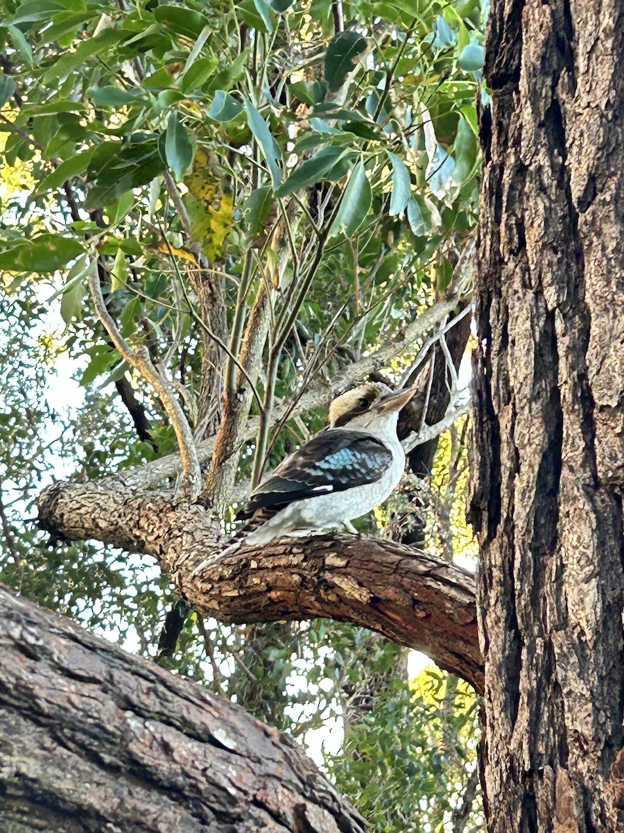 Laughing Kookaburra - ML635907501