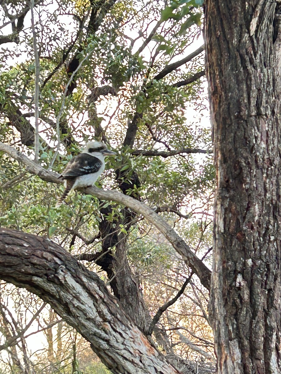 Laughing Kookaburra - ML635907502
