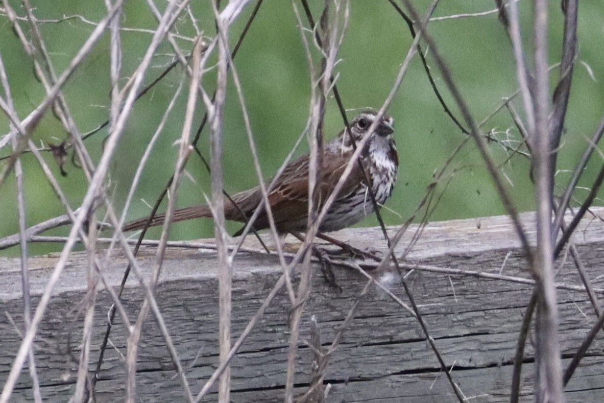 Song Sparrow - ML635907533