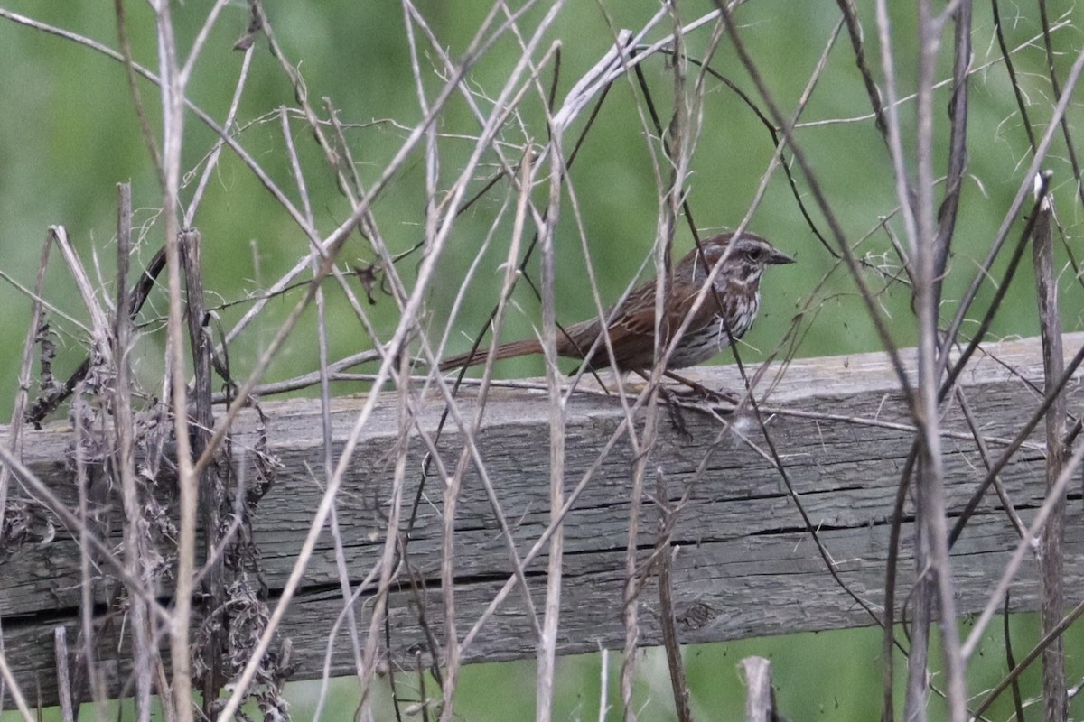 Song Sparrow - ML635907534