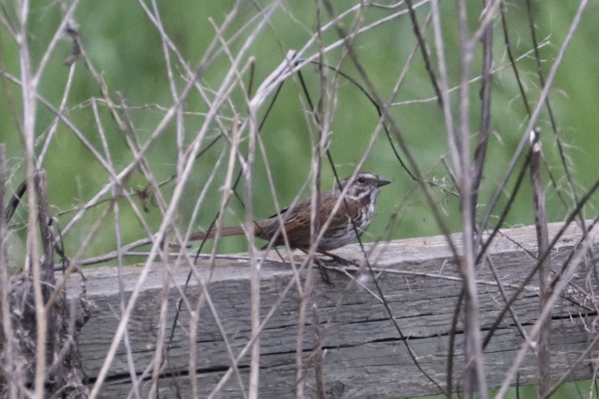 Song Sparrow - ML635907535