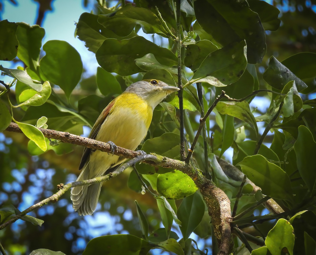 Green-backed Becard (Green-backed) - ML635907607