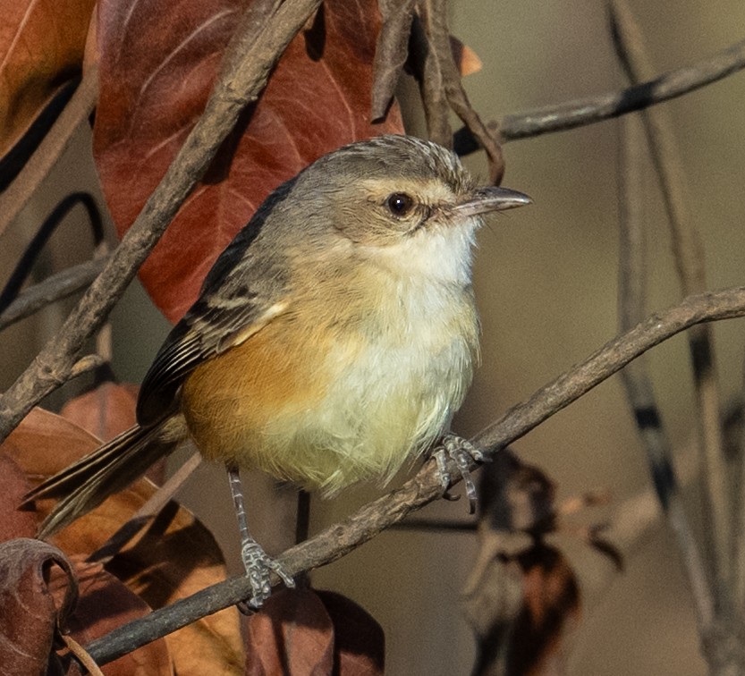 Rufous-sided Scrub-Tyrant - ML635907626
