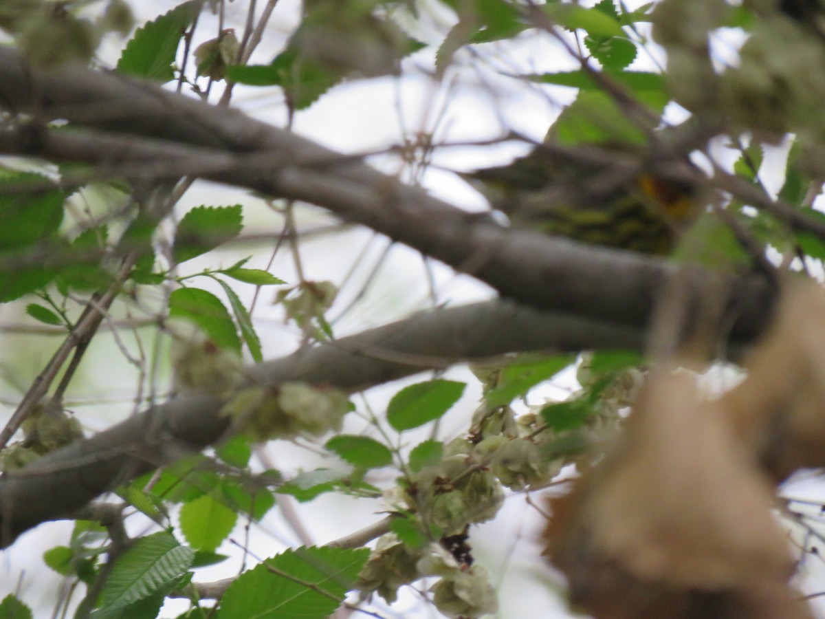 Cape May Warbler - ML635907694