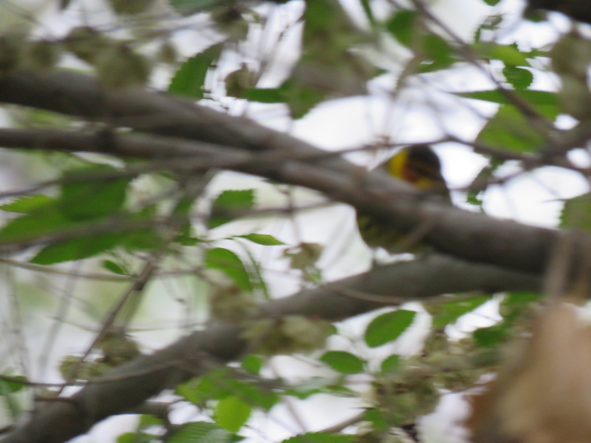 Cape May Warbler - ML635907695