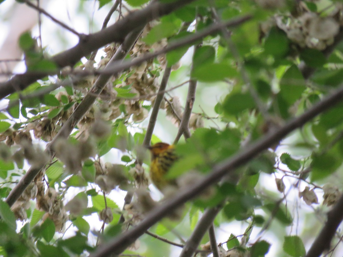 Cape May Warbler - ML635907696