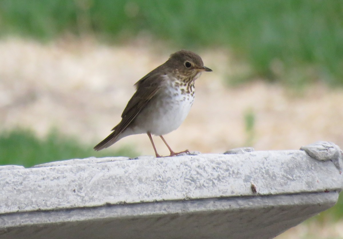 Swainson's Thrush - ML635907707
