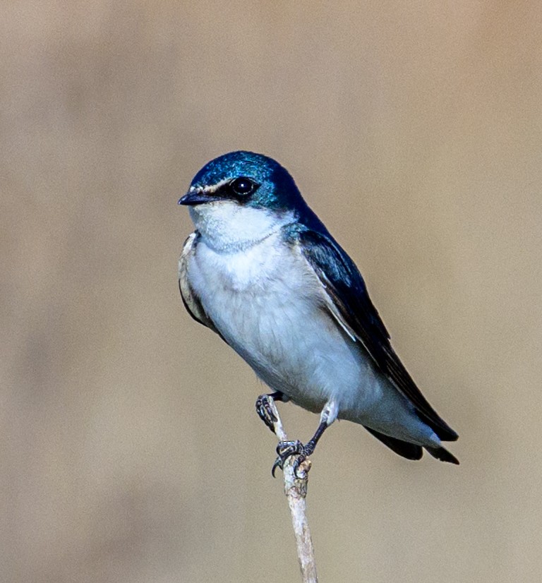 White-rumped Swallow - ML635907809