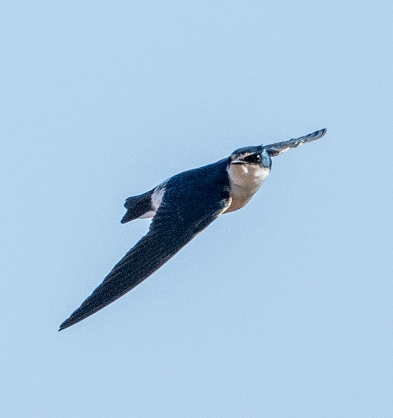 White-rumped Swallow - ML635907810