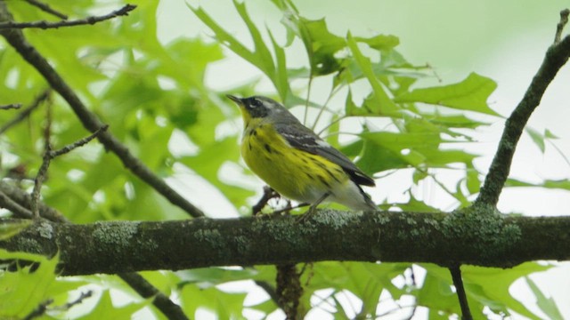 Magnolia Warbler - ML635907851