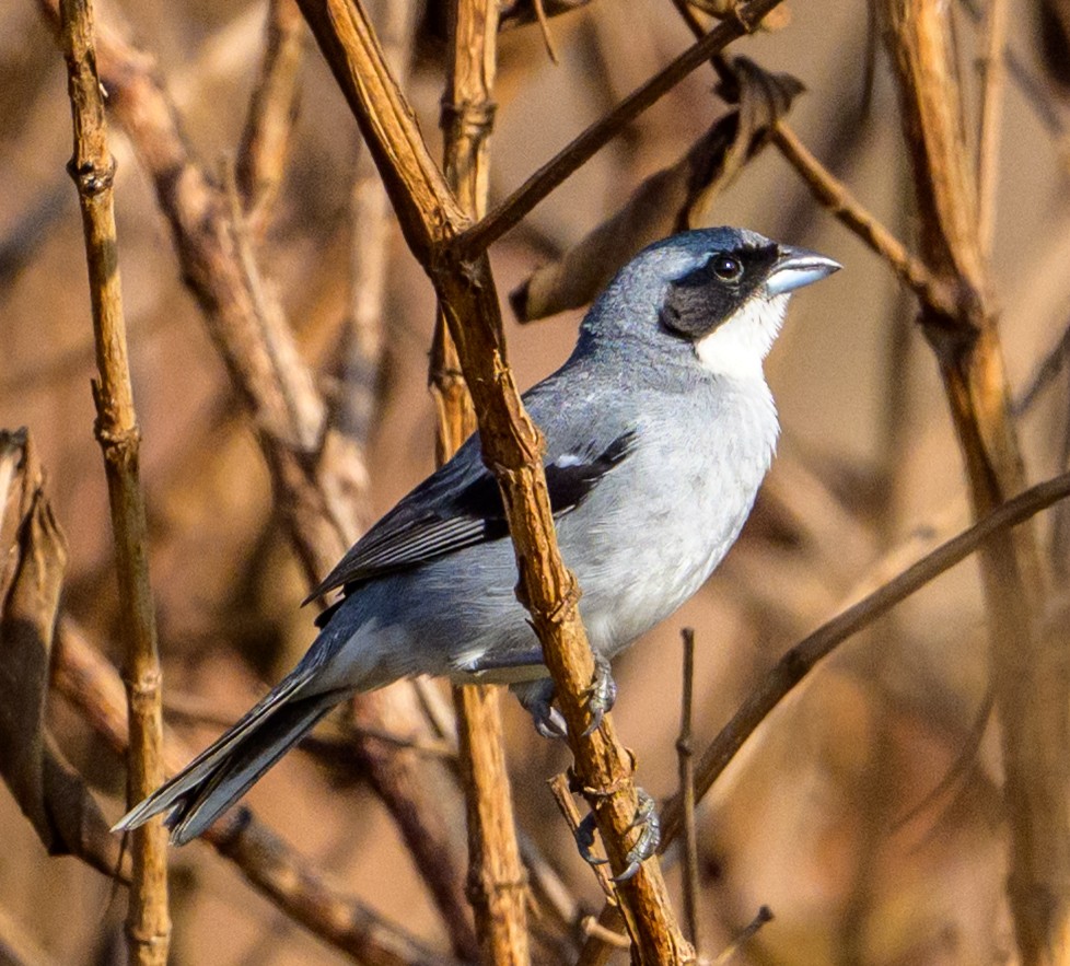 White-banded Tanager - ML635907867