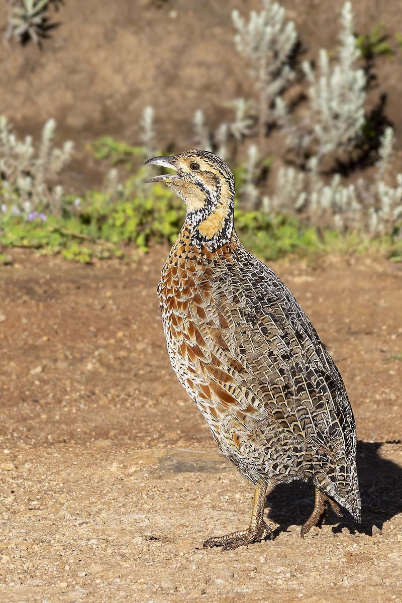 Elgon Francolin - ML635907869