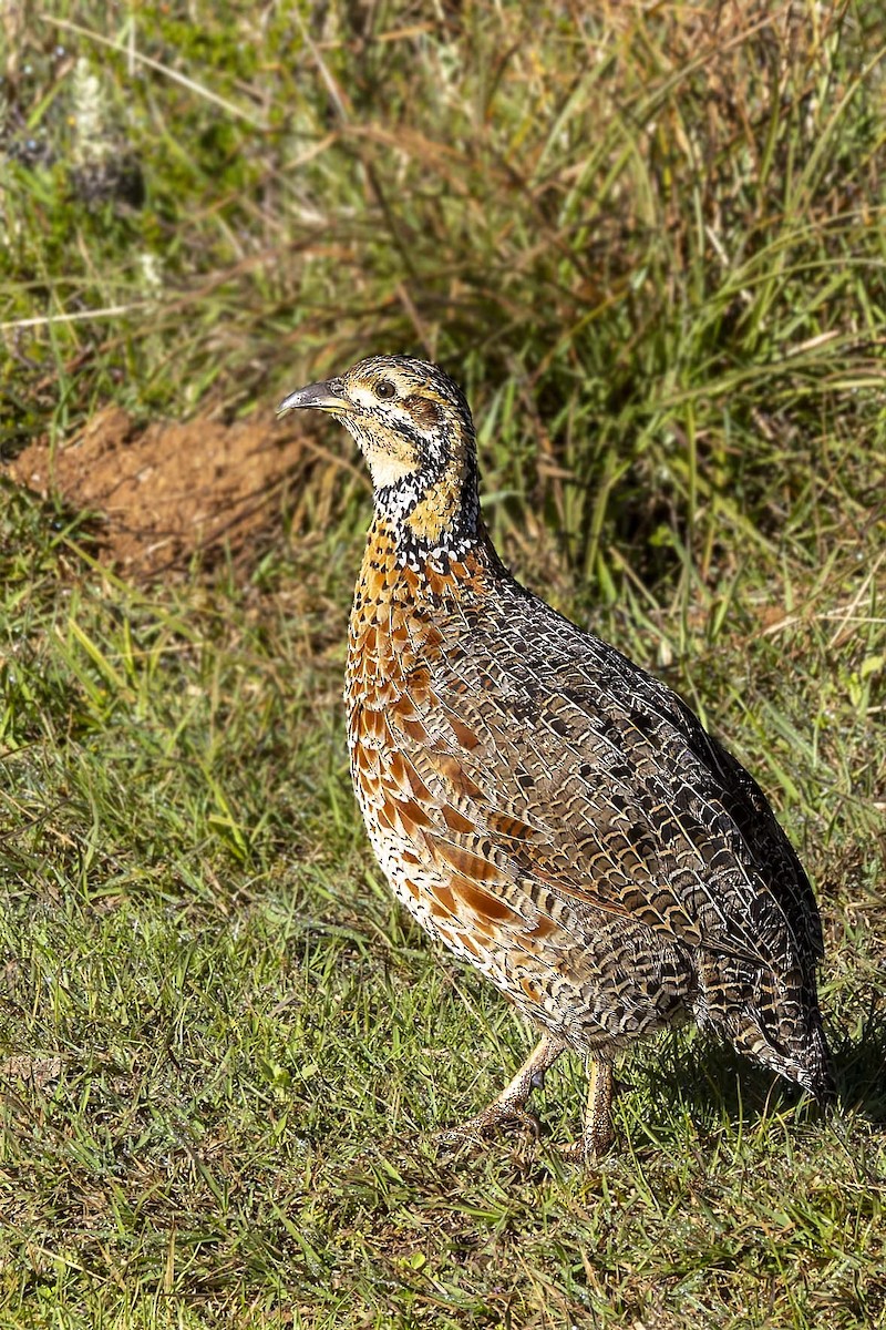 Elgon Francolin - ML635907871