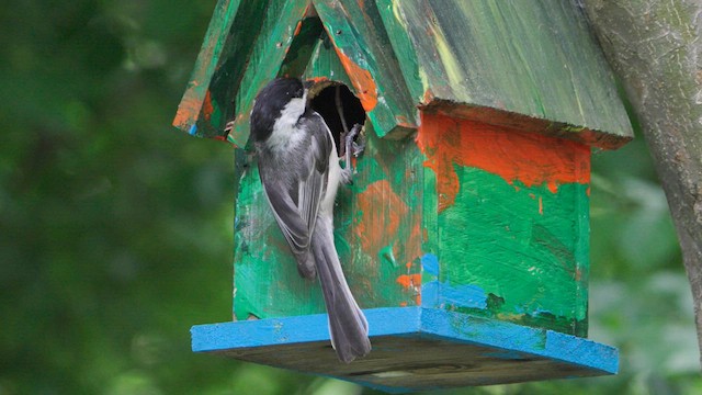 Black-capped Chickadee - ML635908036