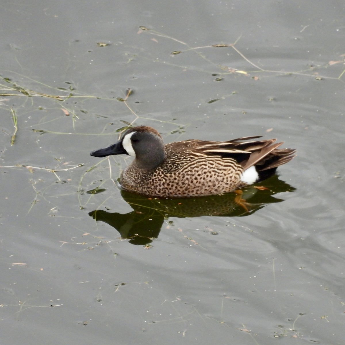 Marzaiola americana - ML635908052