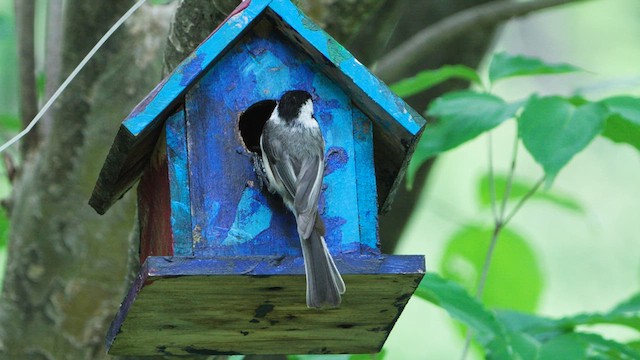 Black-capped Chickadee - ML635908169