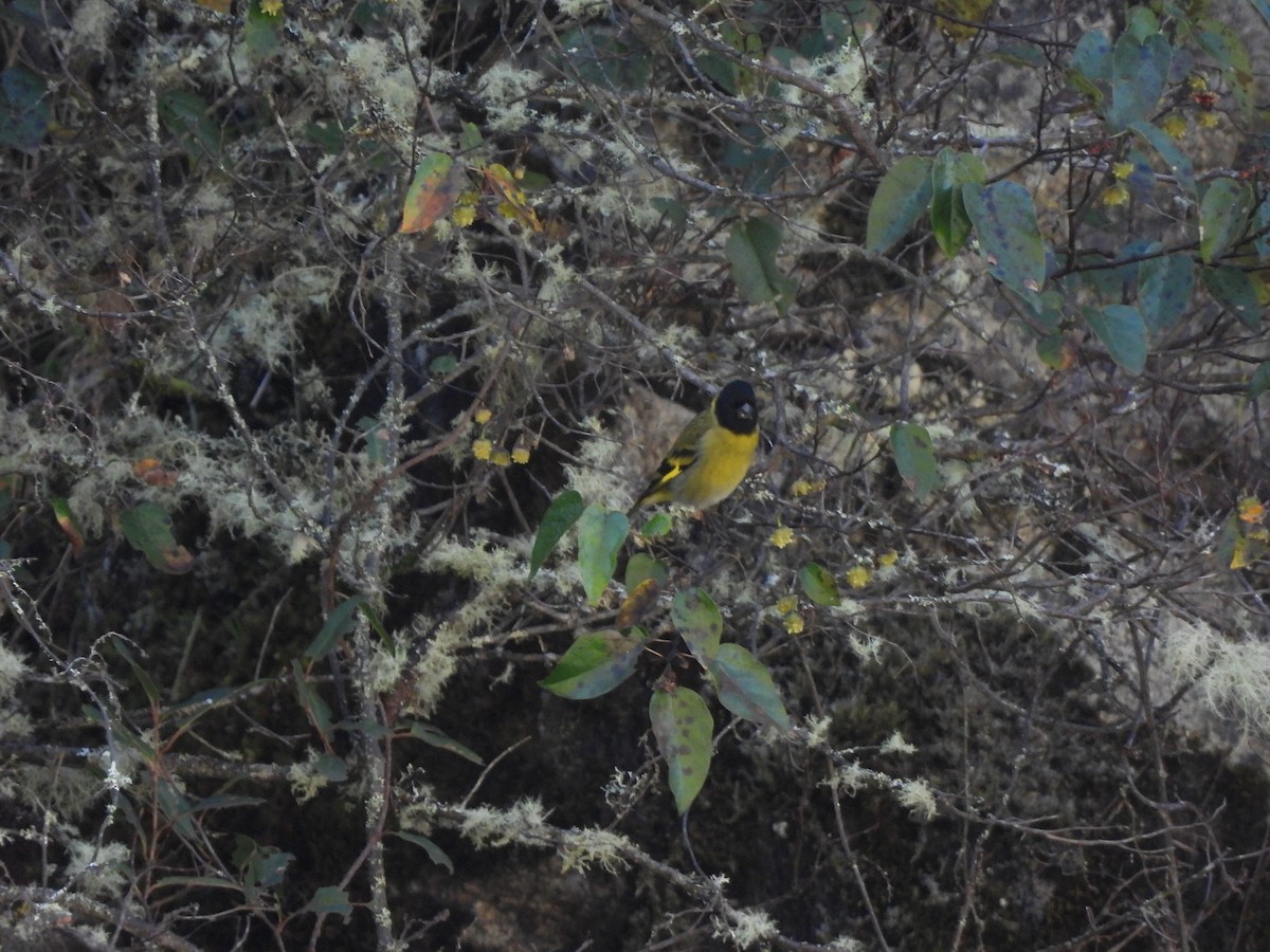 Thick-billed Siskin - ML635908185