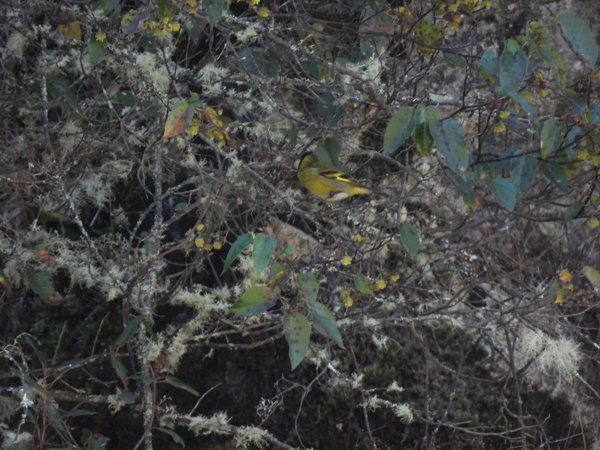 Thick-billed Siskin - ML635908186