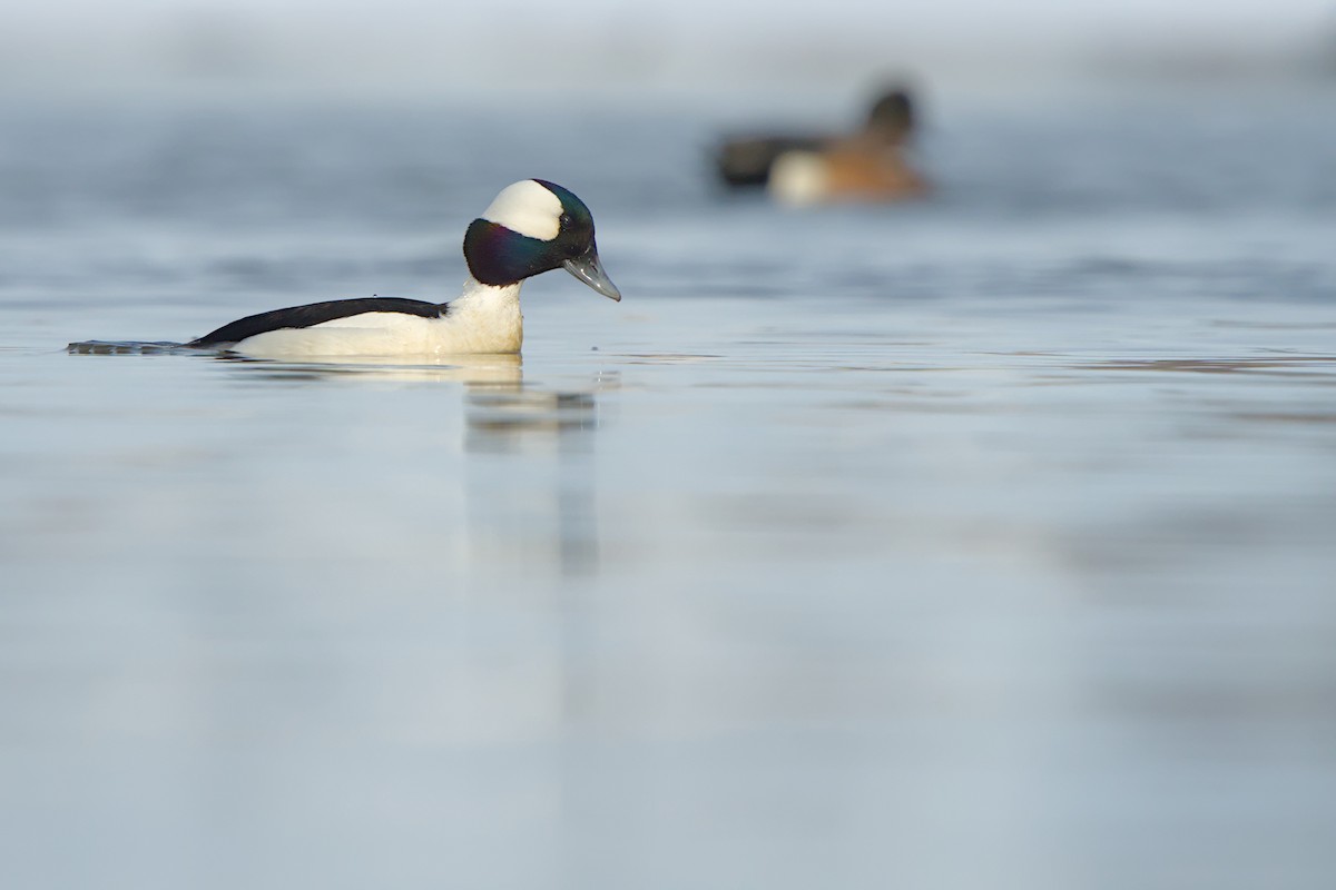 Bufflehead - ML635908209