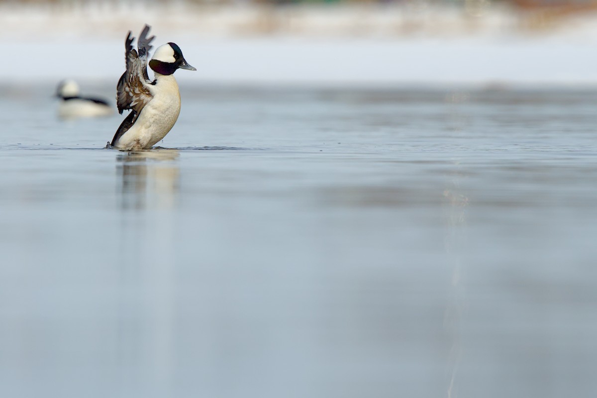 Bufflehead - ML635908211