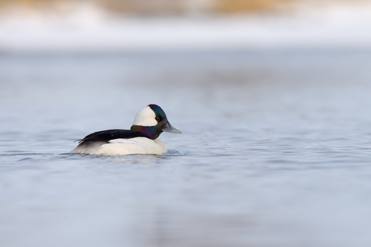 Bufflehead - ML635908212