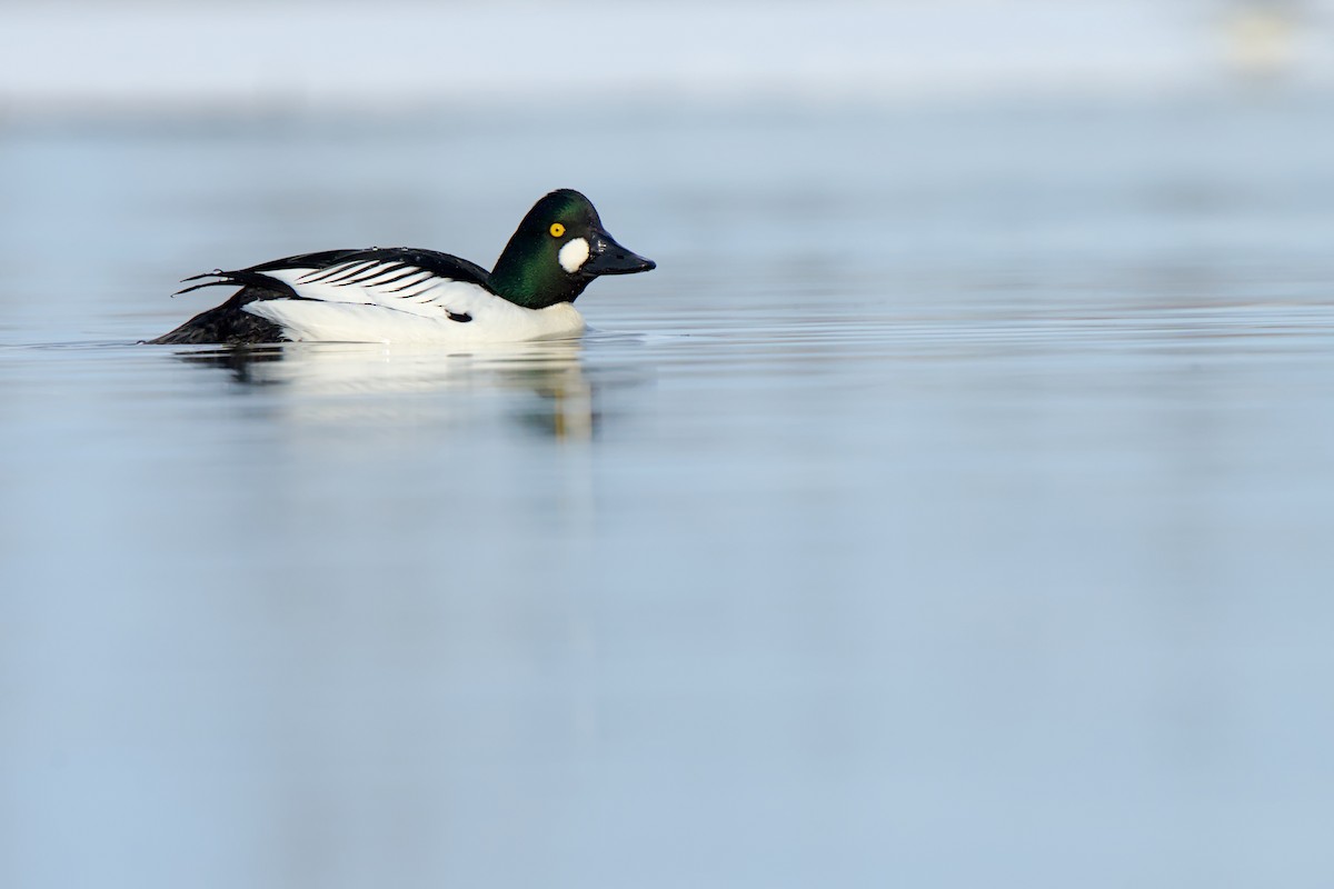 Common Goldeneye - ML635908238