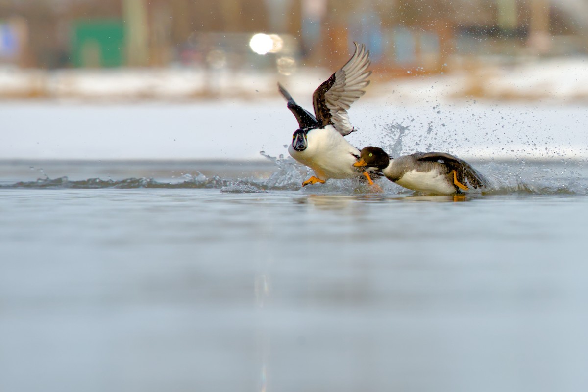 Barrow's Goldeneye - ML635908279