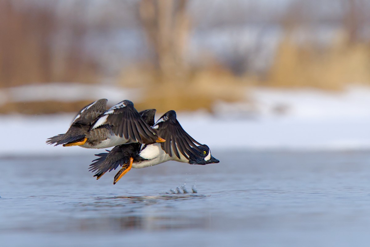 Barrow's Goldeneye - ML635908280