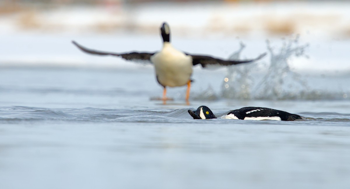 Barrow's Goldeneye - ML635908281