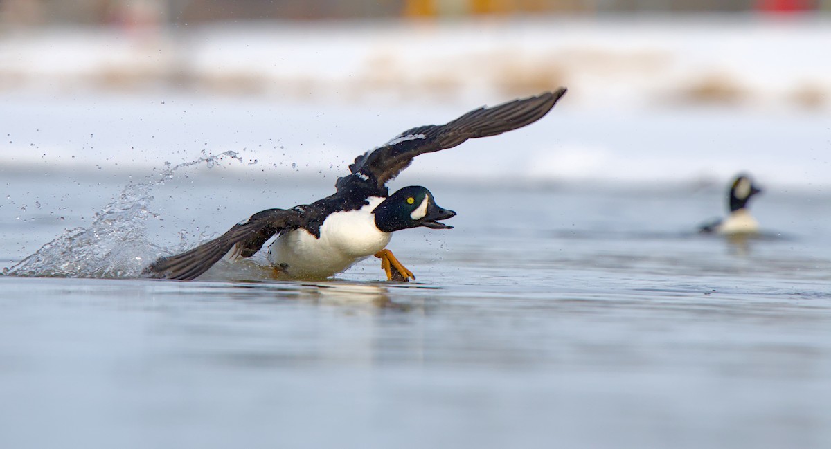 Barrow's Goldeneye - ML635908282