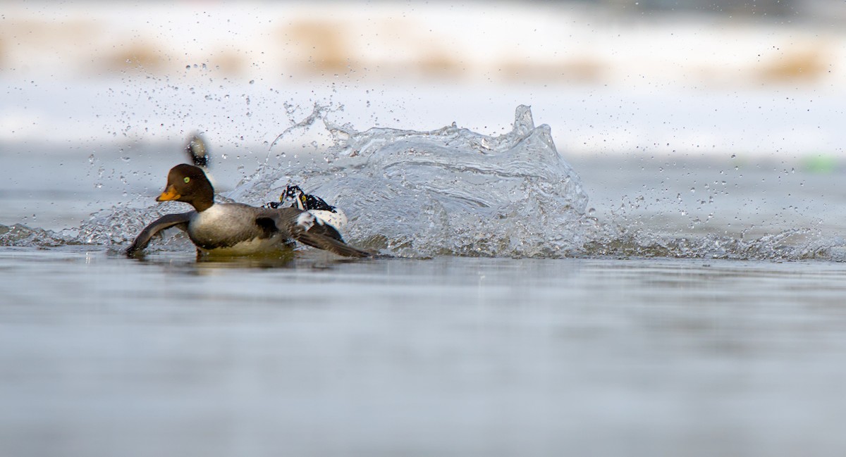 Barrow's Goldeneye - ML635908288