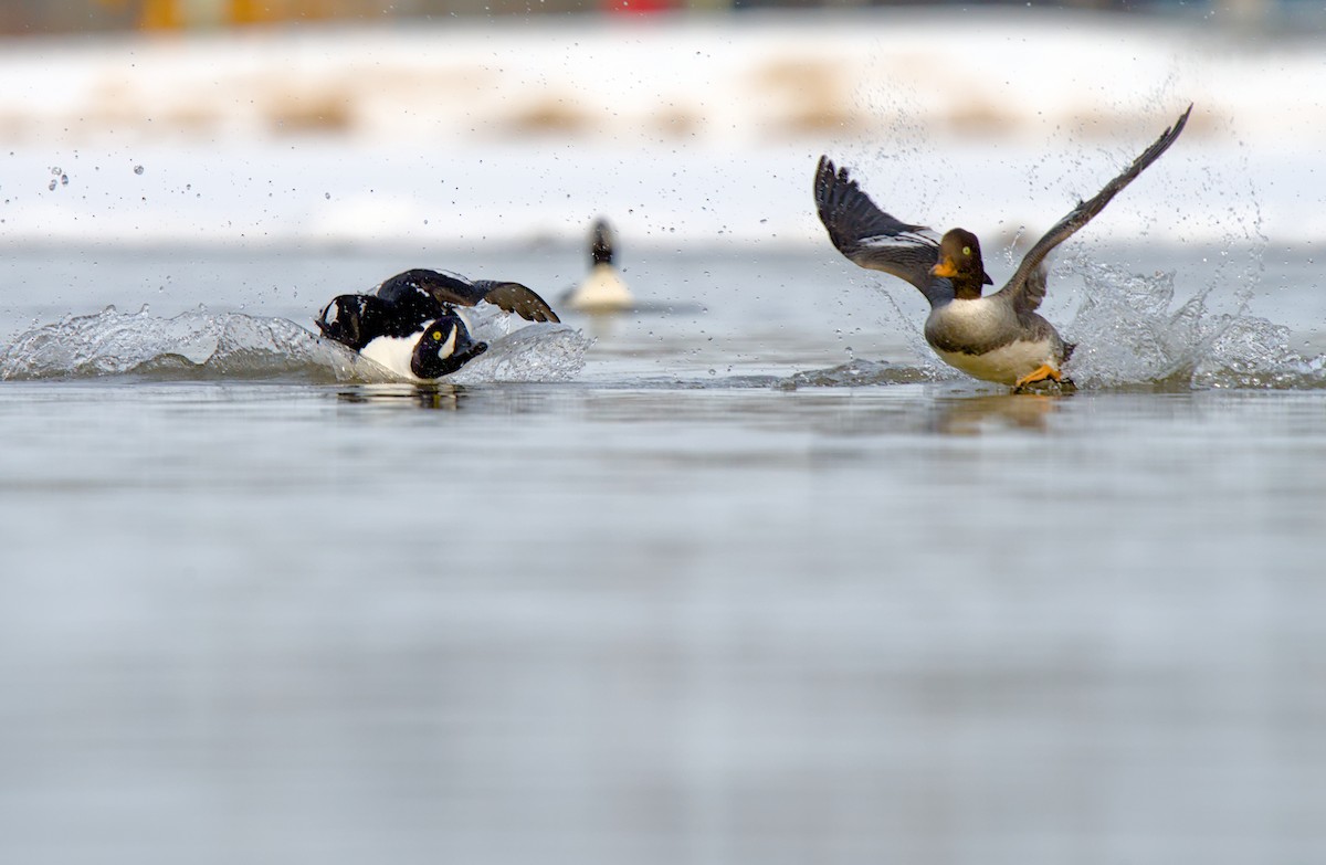 Barrow's Goldeneye - ML635908289