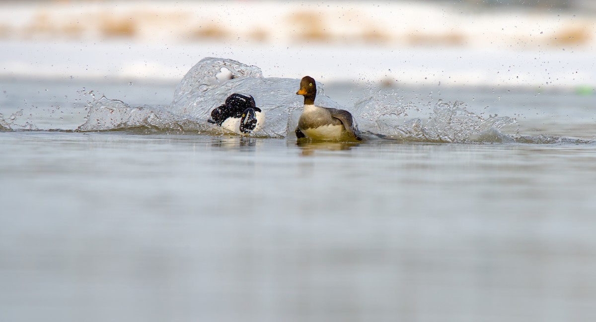 Barrow's Goldeneye - ML635908290
