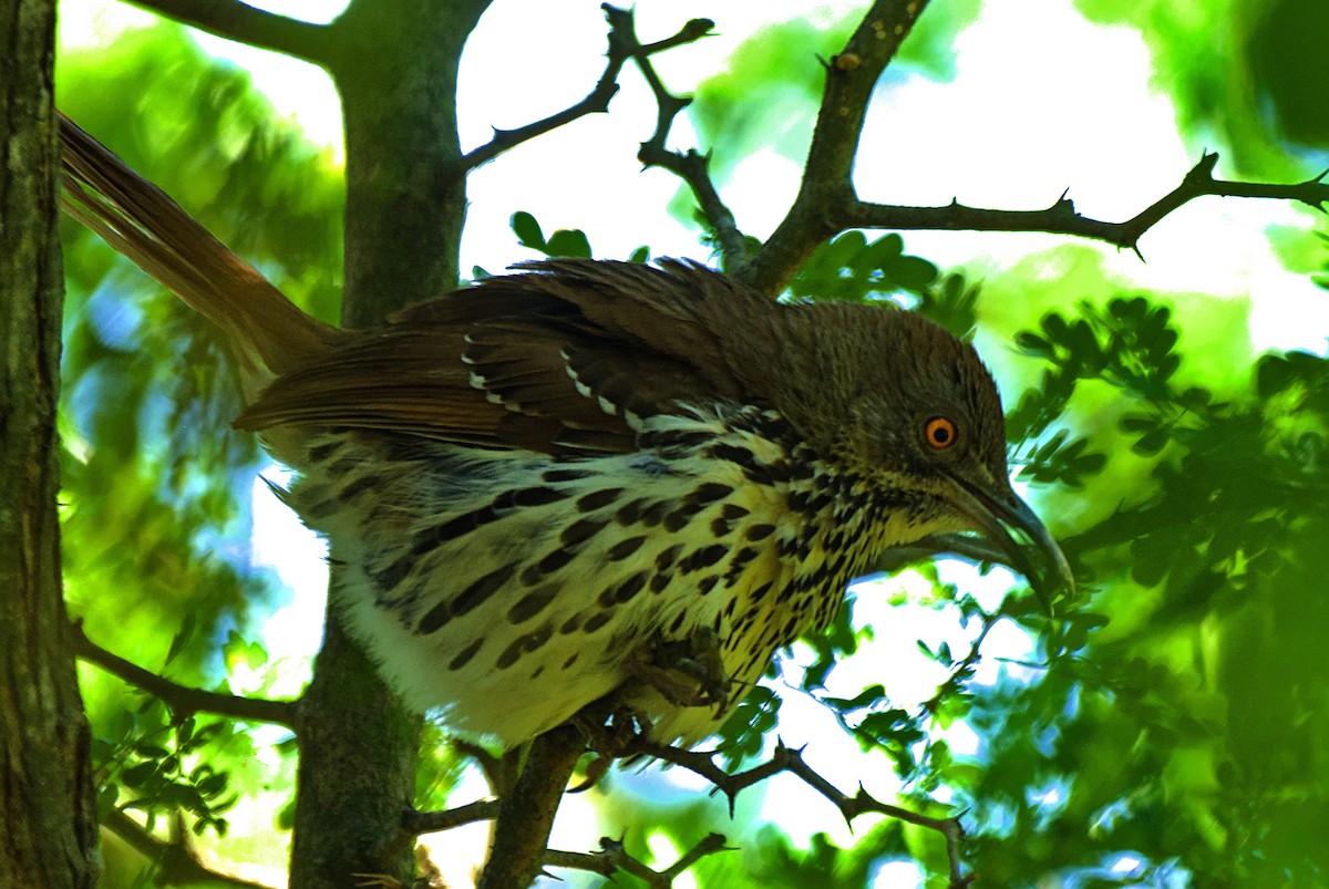 Long-billed Thrasher - ML635908343