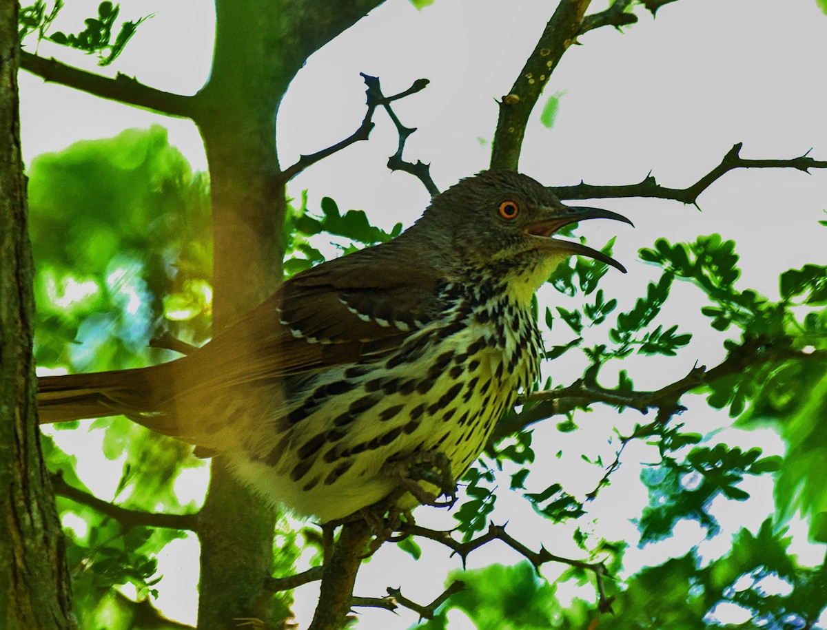 Long-billed Thrasher - ML635908345