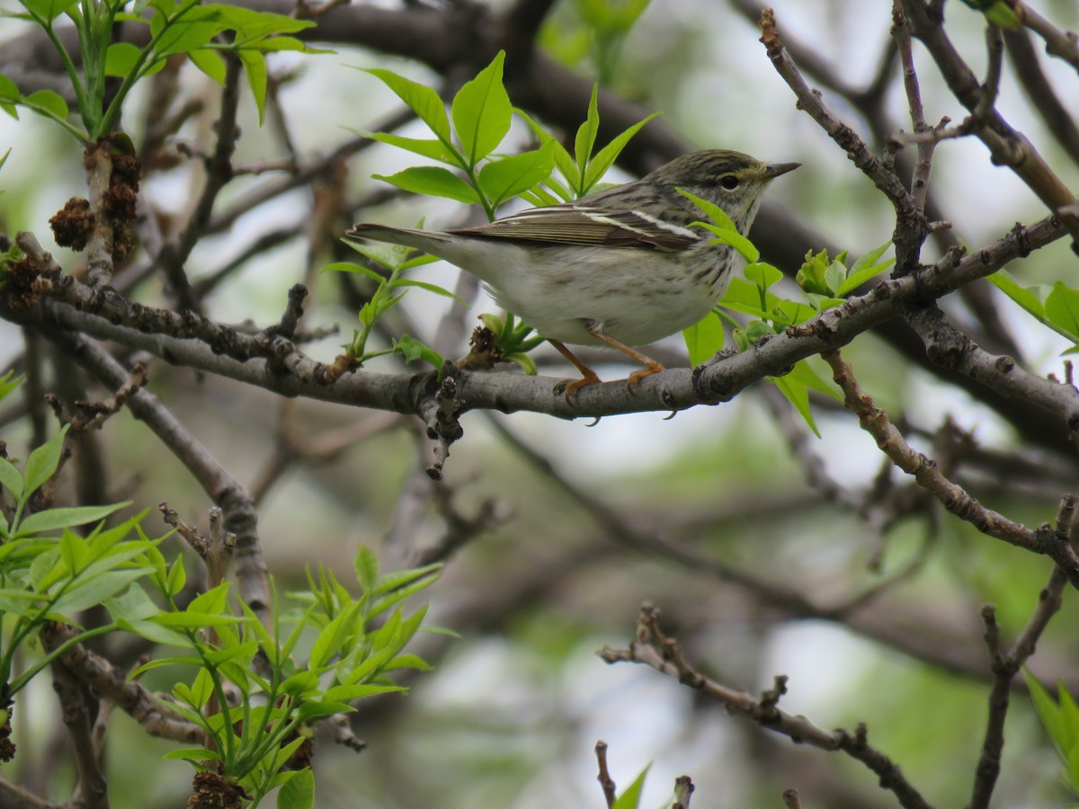 Blackpoll Warbler - ML635908455