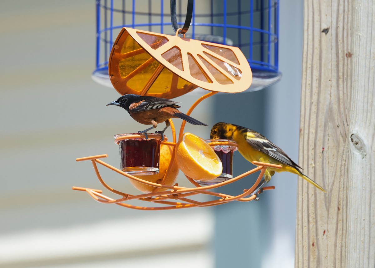 Orchard Oriole - ML635908589